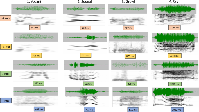 Preterm And Full Term Infant Vocalization And The Origin Of