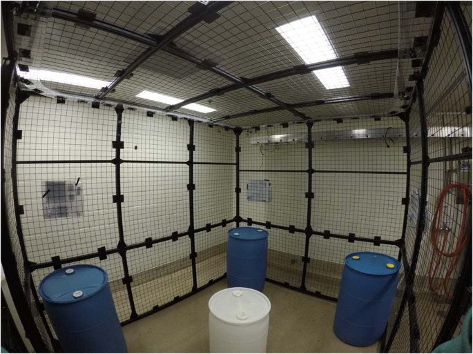 Macaques Are Risk Averse In A Freely Moving Foraging Task Scientific Reports