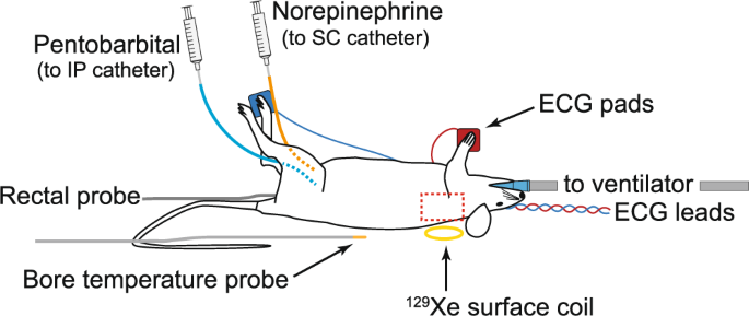 Direct Detection Of Brown Adipose Tissue Thermogenesis In