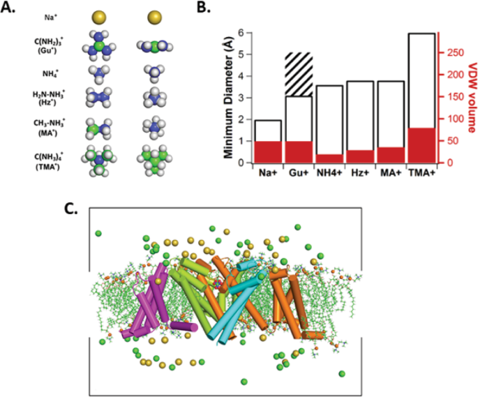 Bases of Bacterial Sodium Channel Selectivity Among Organic Cations |  Scientific Reports