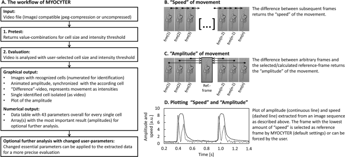 The Myocyter Convert Cellular And Cardiac Contractions