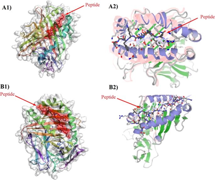 papillomavirus proteine 16