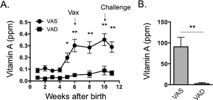 Vitamin A deficiency impairs the immune response to intranasal vaccination  and RSV infection in neonatal calves | Scientific Reports