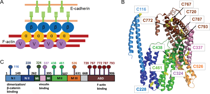 Binding Partner And Force Promoted Changes In Ae Catenin Conformation Probed By Native Cysteine Labeling Scientific Reports