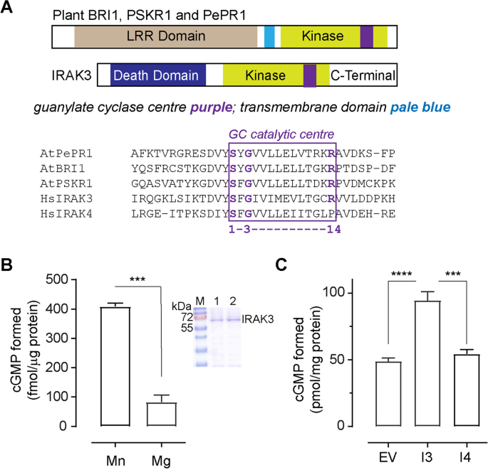 Irak3 Modulates Downstream Innate Immune Signalling Through Its Guanylate Cyclase Activity Scientific Reports Irak3 Modulates Downstream Innate Immune Signalling Through Its Guanylate Cyclase Activity Scientific Reports