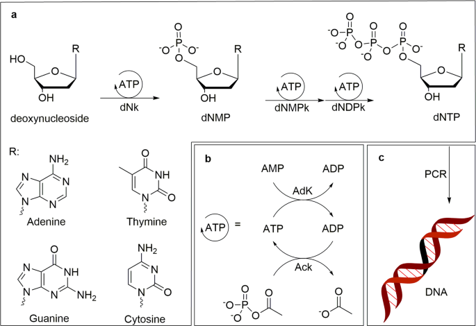 Rådne Slid imperium DNA amplification with in situ nucleoside to dNTP synthesis, using a single  recombinant cell lysate of E. coli | Scientific Reports