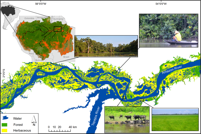 Floodplain land cover affects biomass distribution of fish functional  diversity in the Amazon River | Scientific Reports