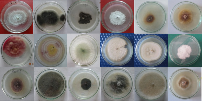 Isolation Of Endophytic Fungi And Screening Of Huperzine A Producing Fungus From Huperzia Serrata In Vietnam Scientific Reports