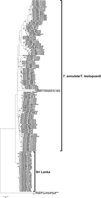 Discovery Of A New Theileria Sp Closely Related To Theileria Annulata In Cattle From Sri Lanka Scientific Reports