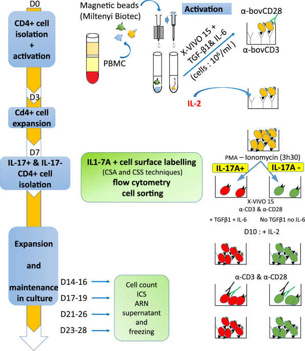 Expansion Isolation And First Characterization Of Bovine Th17 Lymphocytes Scientific Reports