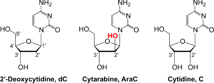 replication by dna polymerase