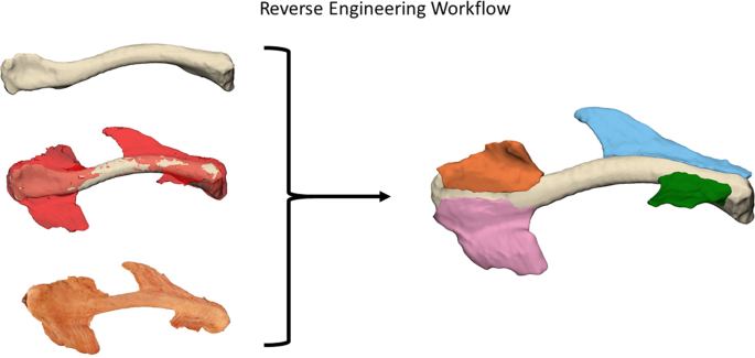Variation Of The Clavicle S Muscle Insertion Footprints A Cadaveric Study Scientific Reports