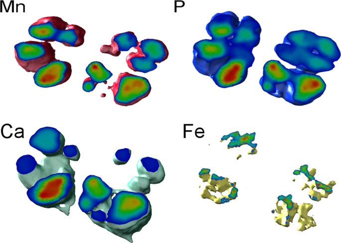 The interplay between Mn and Fe in Deinococcus radiodurans