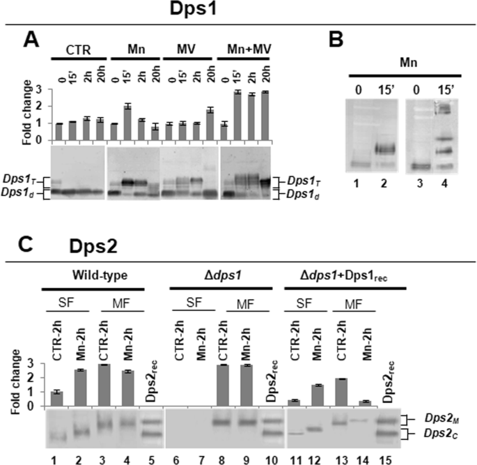 The interplay between Mn and Fe in Deinococcus radiodurans