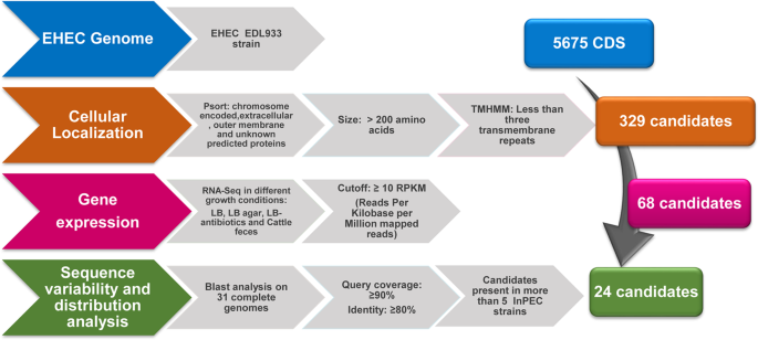 Identification of lipid a deacylase as a novel, highly conserved and protective antigen against enterohemorrhagic escherichia coli