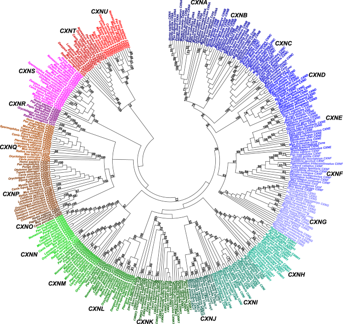 Comparative Genomic Analysis Of Eutherian Connexin Genes Scientific Reports