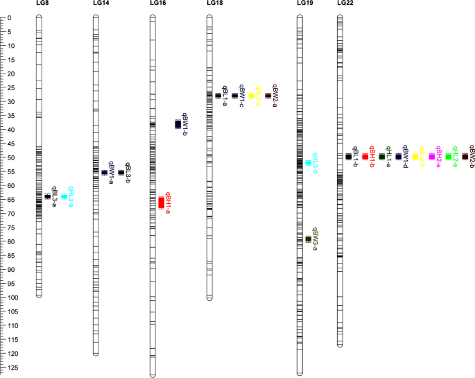 Maps of linkage group 1 (LG1) of female parent OSU 252.146 (left) and