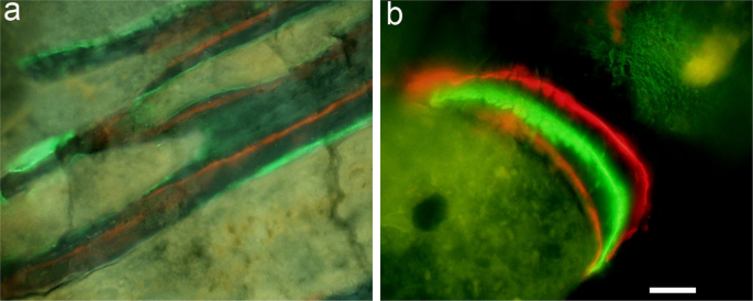 In Vivo Labeling Of Bone Microdamage In An Animal Model Of Type 1 Diabetes Mellitus Scientific Reports