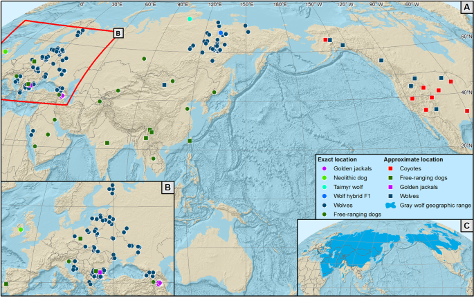 Global Phylogeographic And Admixture Patterns In Grey Wolves And Genetic Legacy Of An Ancient Siberian Lineage Scientific Reports