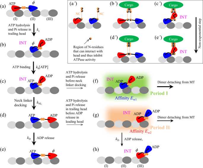 Run Length Distribution Of Dimerized Kinesin 3 Molecular Motors Comparison With Dimeric Kinesin 1 Scientific Reports Run Length Distribution Of Dimerized Kinesin 3 Molecular Motors Comparison With Dimeric Kinesin 1 Scientific Reports