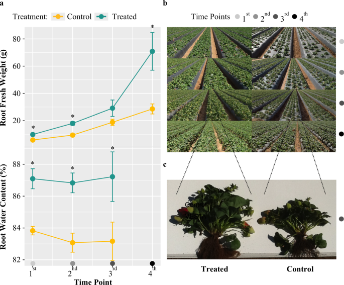 A Plant Growth-Promoting Microbial Soil Amendment Dynamically Alters the  Strawberry Root Bacterial Microbiome | Scientific Reports