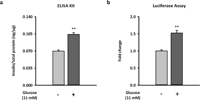 Kisspeptin-Activated Autophagy Independently Suppresses Non-Glucose-Stimulated  Insulin Secretion from Pancreatic β-Cells | Scientific Reports