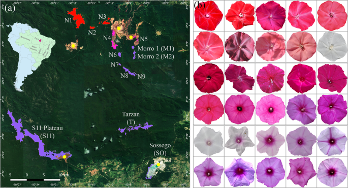 Geography is essential for reproductive isolation between florally  diversified morning glory species from Amazon canga savannahs | Scientific  Reports