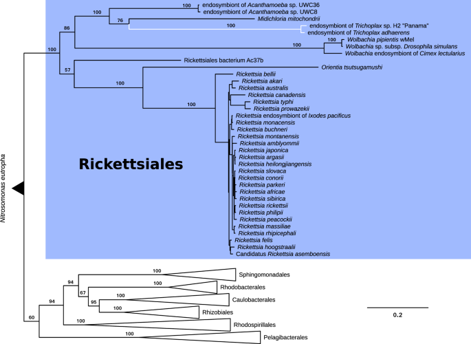 Laboratory maintenance of the bacterial endosymbiont, Neorickettsia sp.,  through the life cycle of a digenean, Plagiorchis elegans - ScienceDirect