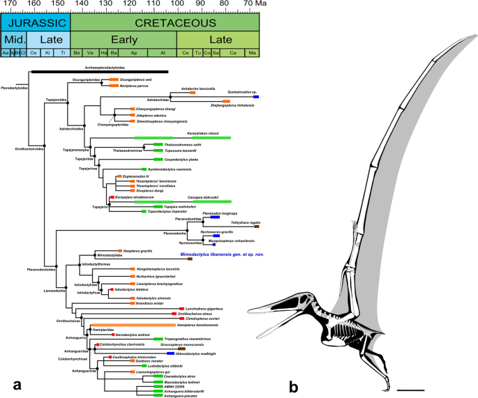 PDF] Comments on the Pteranodontidae (Pterosauria, Pterodactyloidea) with  the description of two new species.