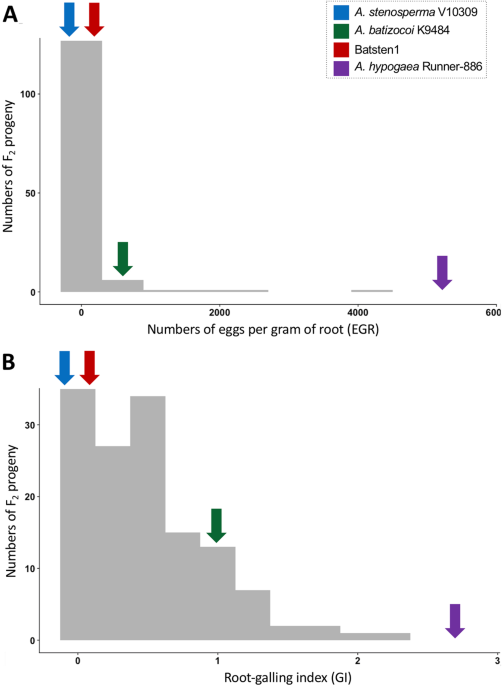 A new source of root-knot nematode resistance from Arachis stenosperma incorporated into allotetraploid peanut ( Arachis hypogaea )