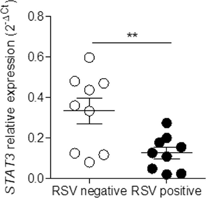 Respiratory Syncytial Virus Reduces Stat3 Phosphorylation In Human Memory Cd8 T Cells Stimulated With Il 21 Scientific Reports