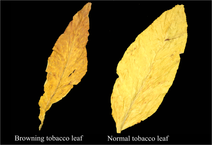 Effects of enzymatic browning reaction on the usability of tobacco leaves  and identification of components of reaction products