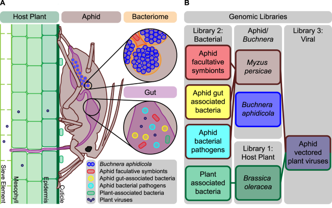 The Green Peach Aphid Gut Contains Host Plant Micrornas Identified By Comprehensive Annotation Of Brassica Oleracea Small Rna Data Scientific Reports