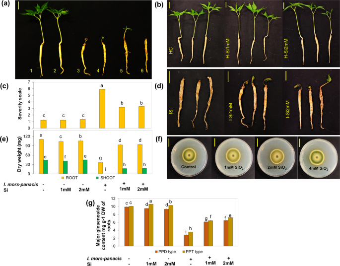 Silicon Confers Protective Effect Against Ginseng Root Rot By Regulating Sugar Efflux Into Apoplast Scientific Reports