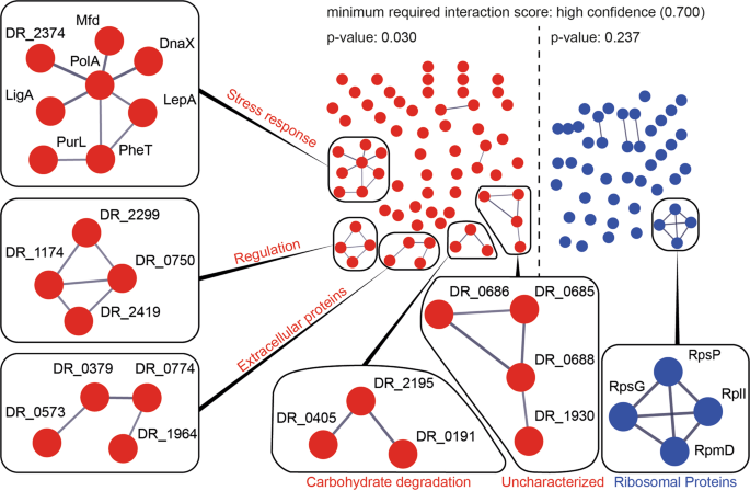 Metabolic engineering of Deinococcus radiodurans for pinene