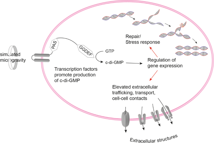 The radioresistant and survival mechanisms of Deinococcus