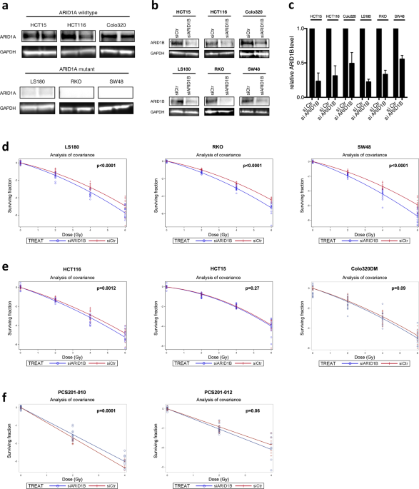 Targeting arid1a-mutant colorectal cancer: depletion of arid1b increases radiosensitivity and modulates dna damage response