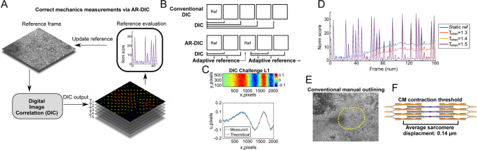 Spatiotemporal Characterizations of Spontaneously Beating Cardiomyocytes with Adaptive Reference Digital Image Correlation