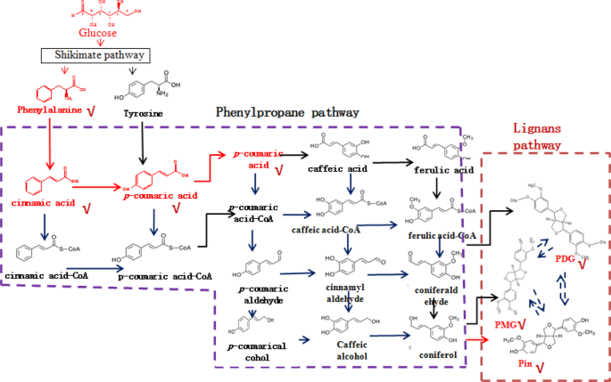 Tracing the mass flow from glucose and phenylalanine to pinoresinol and its glycosides in phomopsis sp. Xp-8 using stable isotope assisted tof-ms