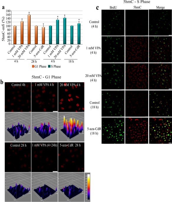 Sodium valproate and 5-aza-2′-deoxycytidine differentially modulate DNA  demethylation in G1 phase-arrested and proliferative HeLa cells