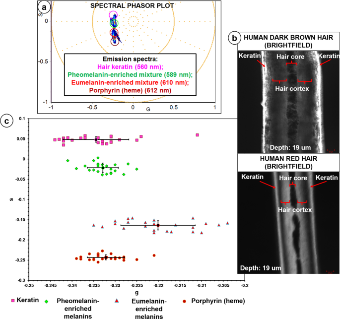 Shedding Light On Melanins Within In Situ Human Eye Melanocytes Using 2 Photon Microscopy Profiling Techniques Scientific Reports