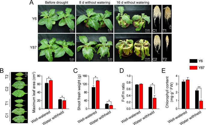Morpho-physiological and proteomic responses to water stress in two  contrasting tobacco varieties