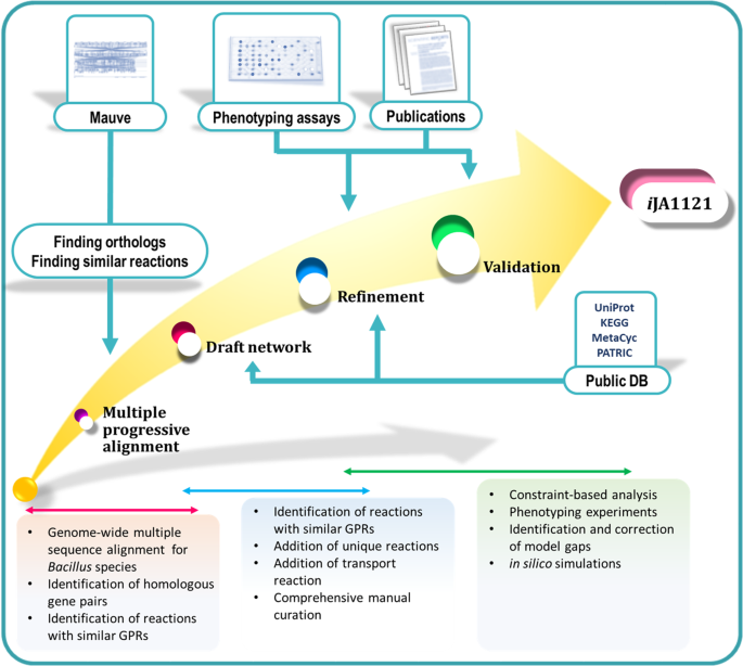 Manually Curated Genome Scale Reconstruction Of The Metabolic Network Of Bacillus Megaterium Dsm319 Scientific Reports