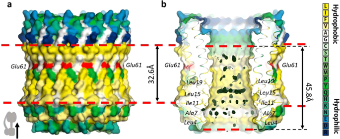 Top more than 106 atp synthase c ring rotation