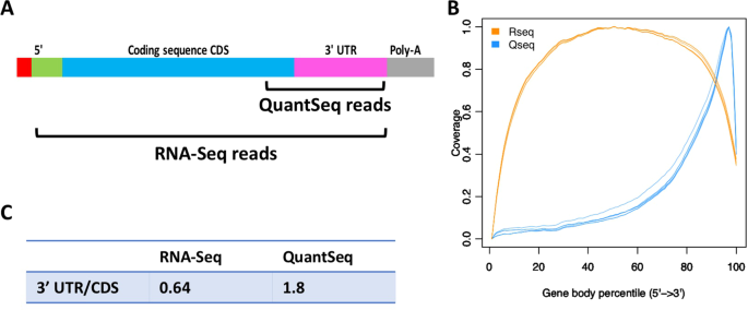 QuantSeq. 3′ Sequencing combined with Salmon provides a fast, reliable  approach for high throughput RNA expression analysis | Scientific Reports