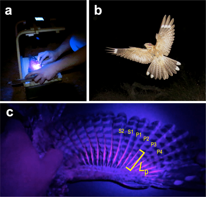 Correlates of individual variation in the porphyrin-based fluorescence of  red-necked nightjars (Caprimulgus ruficollis) | Scientific Reports