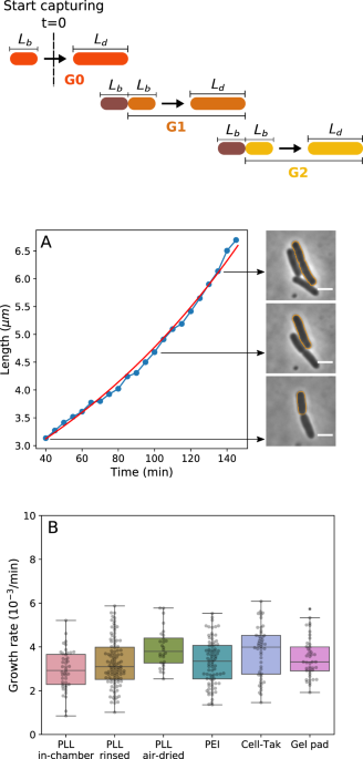 Comparison Of Escherichia Coli Surface Attachment Methods For Single Cell Microscopy Scientific Reports