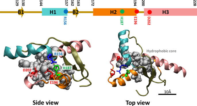 Structural Insight Into Conformational Change In Prion Protein By Breakage Of Electrostatic Network Around H187 Due To Its Protonation Scientific Reports Structural Insight Into Conformational Change In Prion Protein By Breakage Of Electrostatic Network Around H187 Due To Its Protonation Scientific Reports