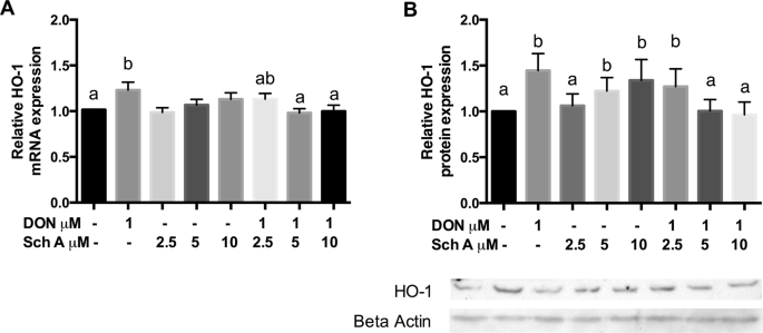 Schisandrin A protects intestinal epithelial cells from  deoxynivalenol-induced cytotoxicity, oxidative damage and inflammation |  Scientific Reports