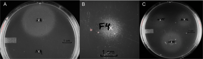 Pectic oligosaccharides from cranberry prevent quiescence and persistence in the uropathogenic escherichia coli cft073